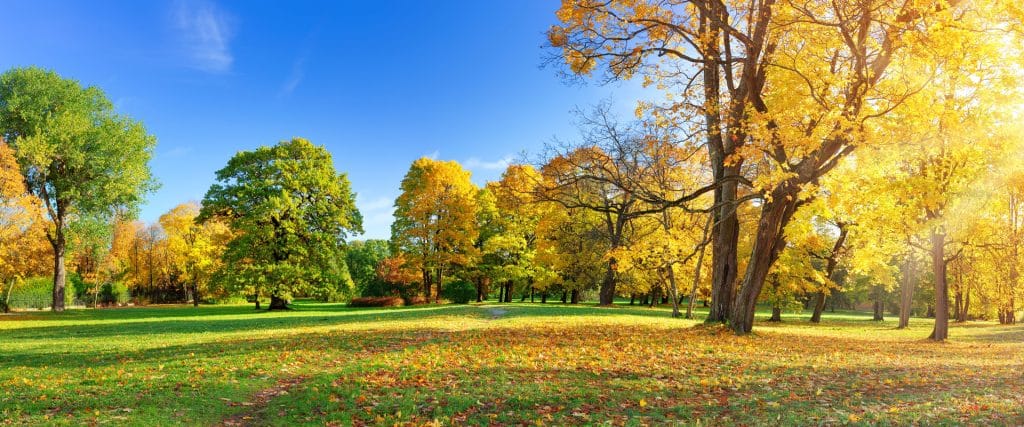 fall-trees
