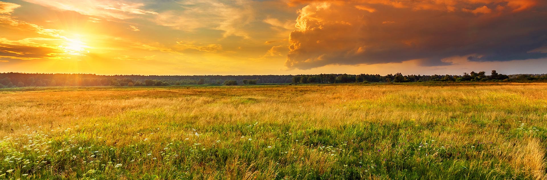 Field with Sunset