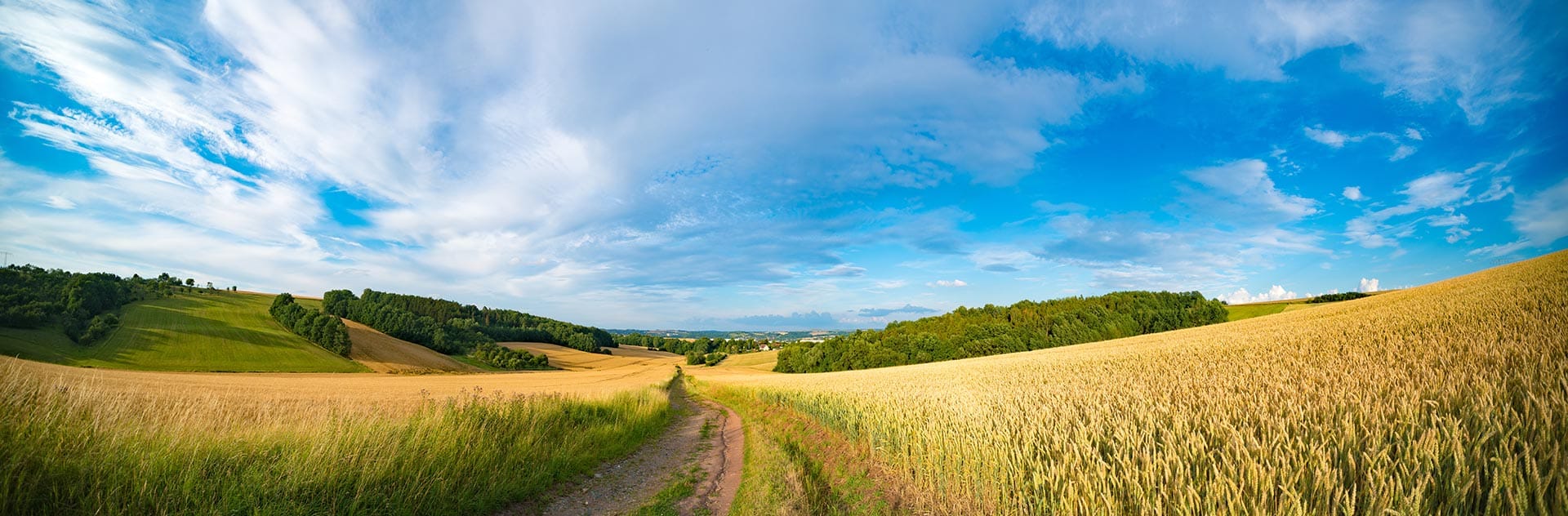 Path through Field of Wheat